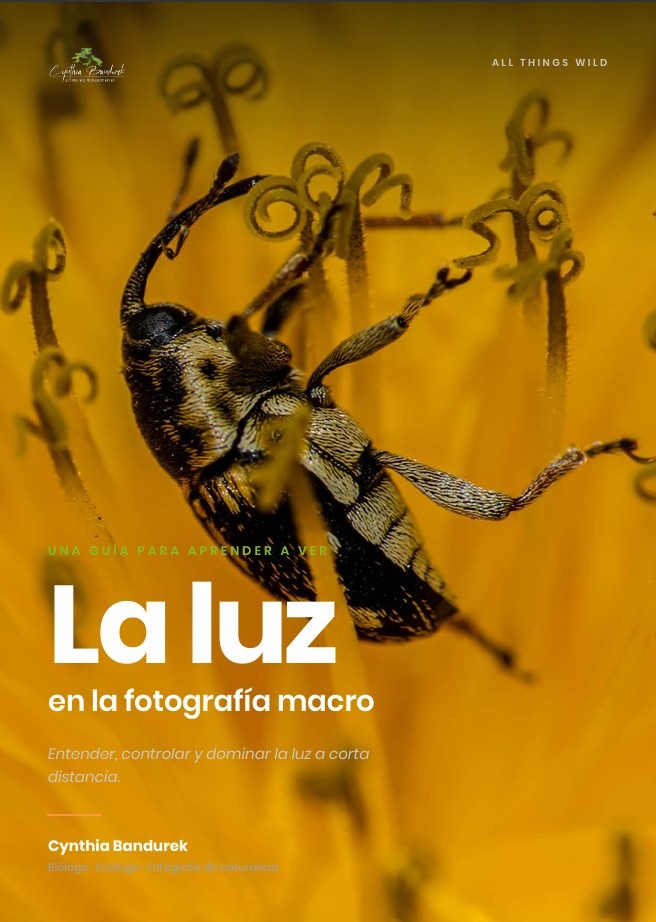 Luz en Macrofotografía
