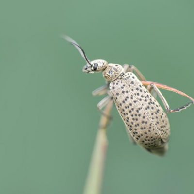 Bicho-moro-de-espalda