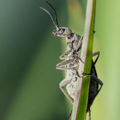 Bicho-moro-de-frente