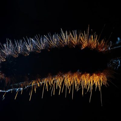 Macrofotografia-oruga