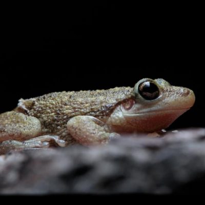 Macrofotografia-rana