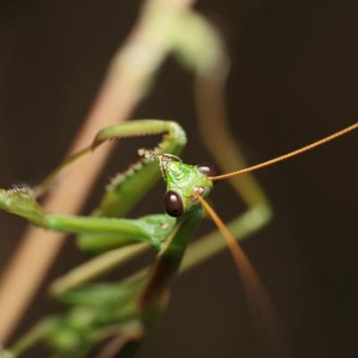Mantis-religiosa-macrofotografia