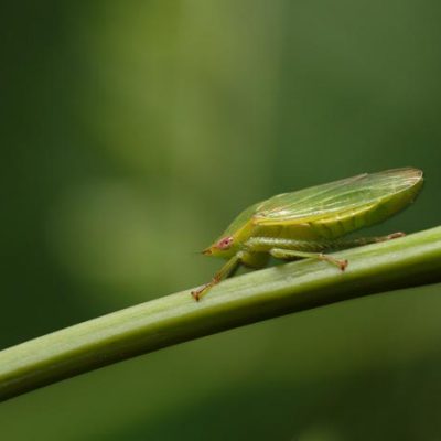 Mosca-y-plantas-verdes