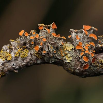 Tronco-colores-naranja